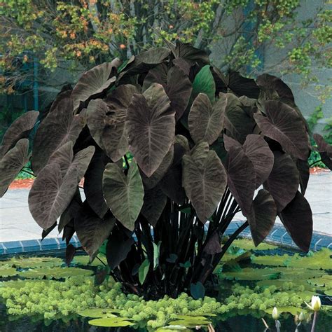 Cooocasia esculennta black magic